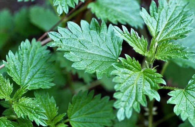 jak vyhubit rybenky v byte a domacnosti vanilka a dalsi domaci prostredky pomohou Jak vyhubit rybenky v bytě a domácnosti. Vanilka a další domácí prostředky pomohou