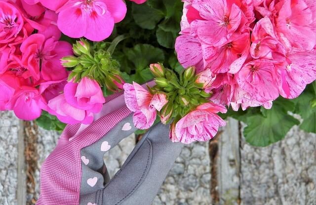 domaci hnojivo pro muskaty vyrobeno z kvasnic snadno a levne Domácí hnojivo pro muškáty. Vyrobeno z kvasnic snadno a levně